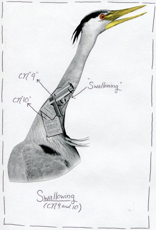 Cranial Nerve 9 And 10 Function