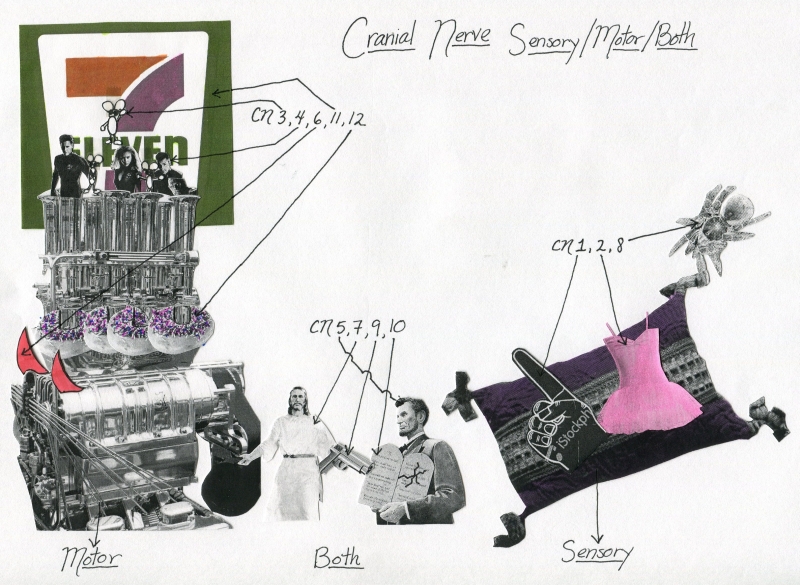 Cranial Nerves: Sensory, Motor, or Both