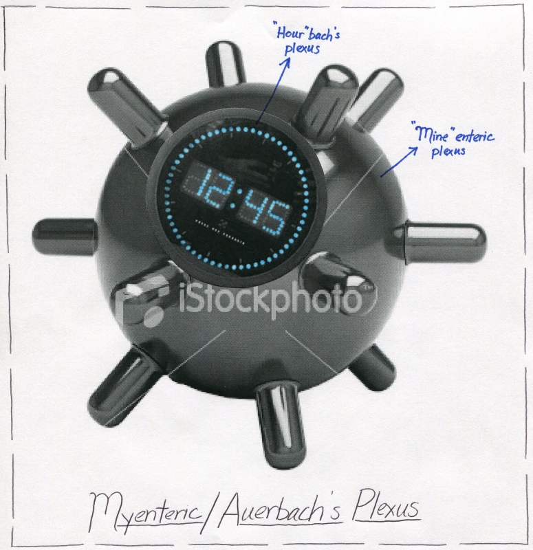 Myenteric Plexus