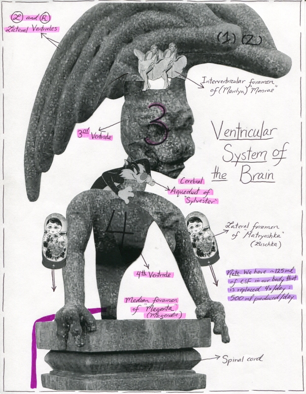 Ventricular System Of The Brain