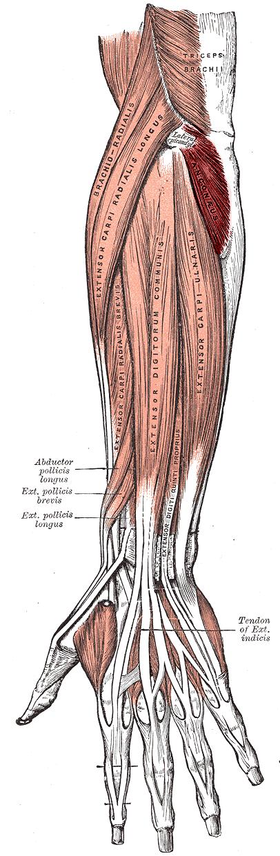 Anconeus highlighted