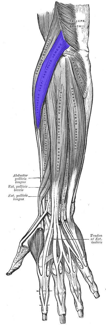 Extensor carpi radialis longus highlighted