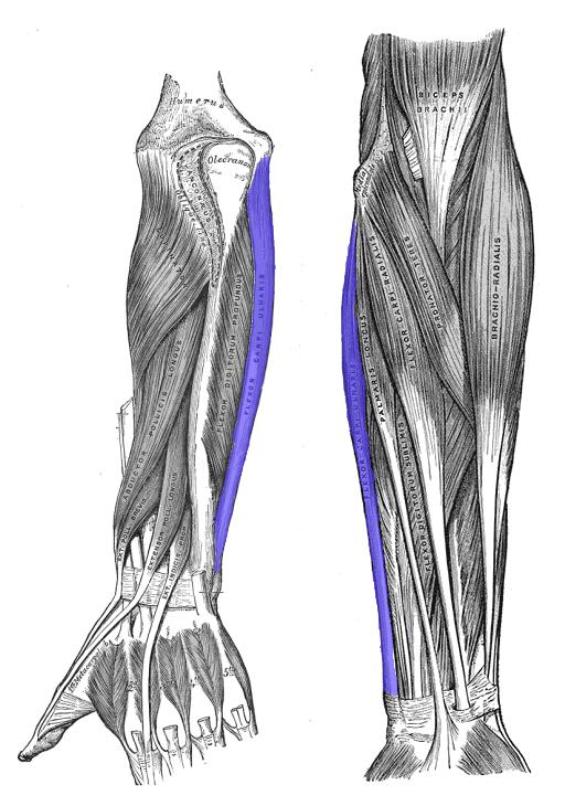 Flexor Carpi Ulnaris highlighted