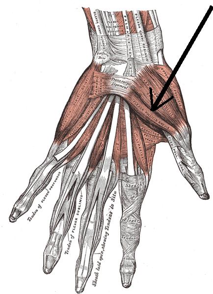 Flexor Pollicis Brevis with arrow