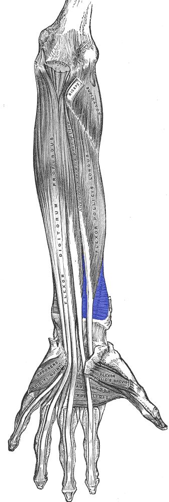 pronator quadratus highlighted