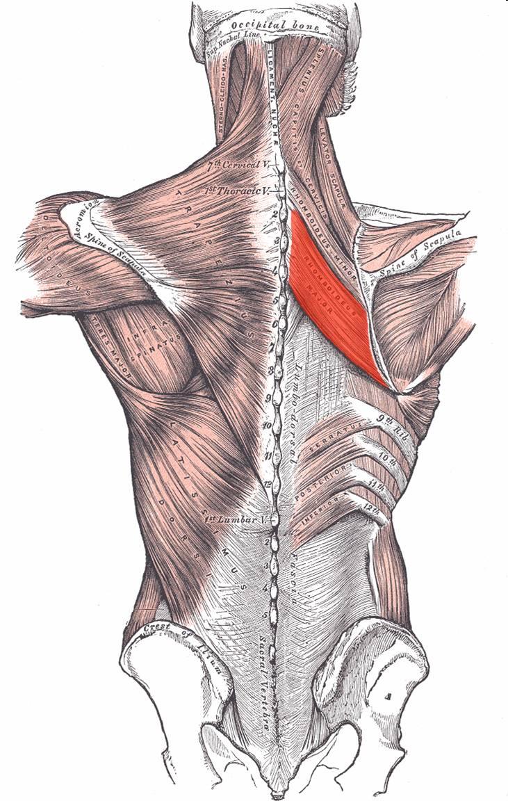 Rhomboids highlighted.