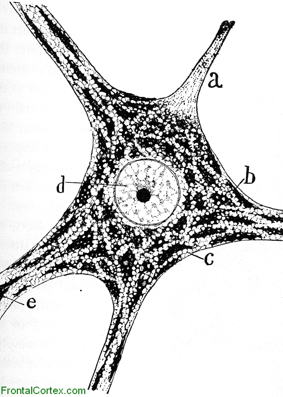 Anterior Horn Cell Nissl 002