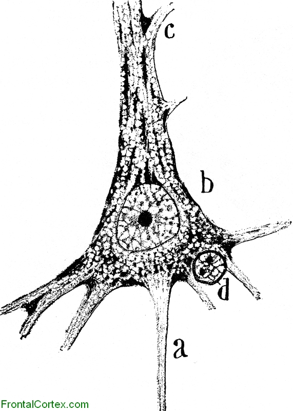 Betz Cell Nissl 001