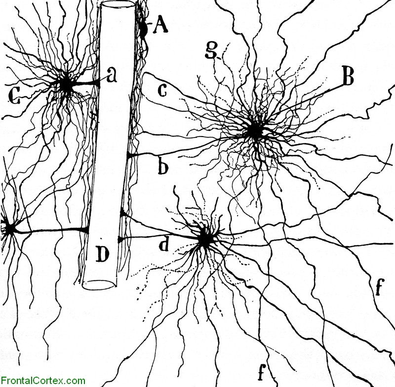 Illustration of an astrocyte