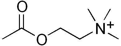 Acetylcholine