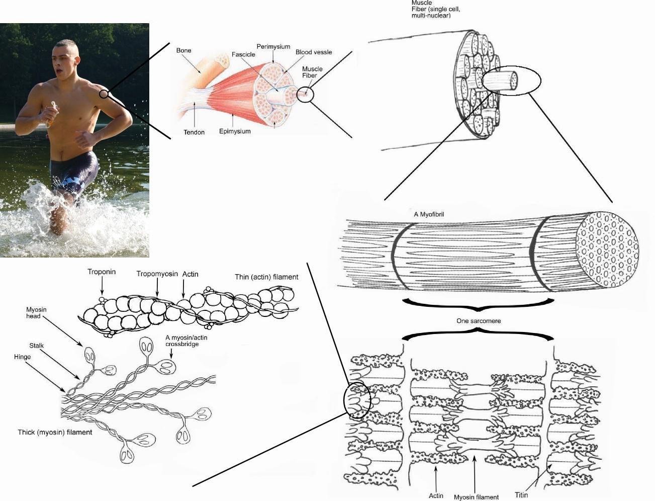 Structure of Skeletal Muscle - Schematic