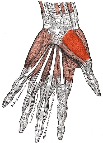 Abductor Pollicis Brevis (APB) Muscle Highlighted