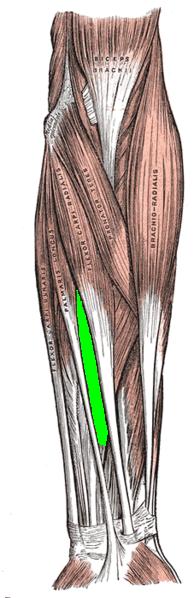 Flexor Digitorum Sublimis, Highlighted