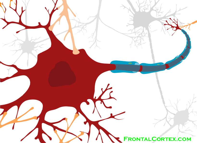 Neuron