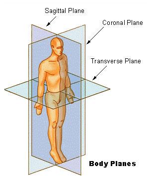 Planes of Section