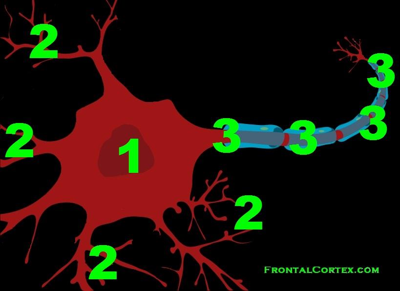 Neuron, numbered