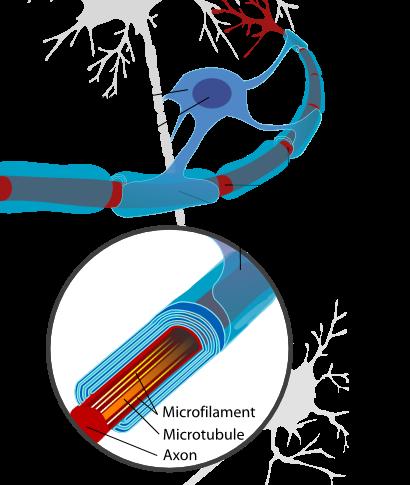 Myelin sheath