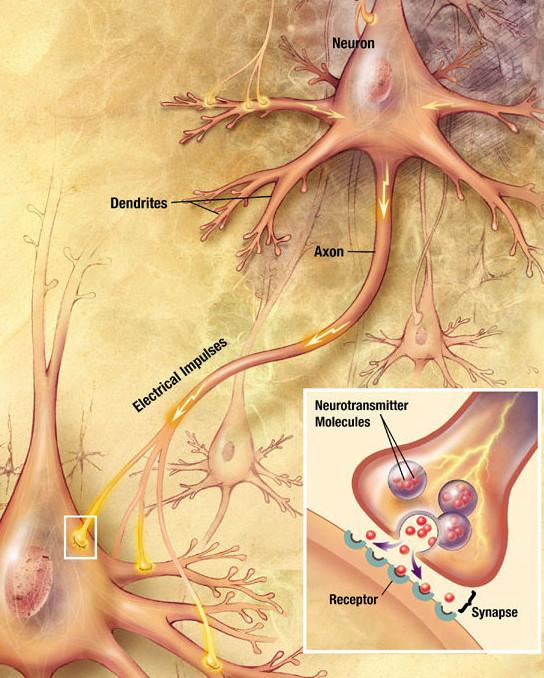 Synapse