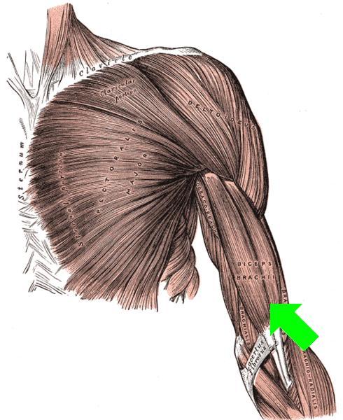 Biceps Brachii with arrow