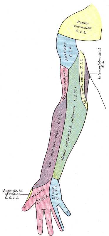 Sensory innervation of the upper extremity