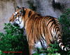 For comparison, a tiger.