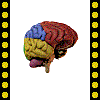 Lobes of the cerebral hemispheres