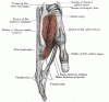 First Dorsal Interosseous