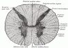 Thoracic Spinal Cord Cross-Section