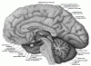 midsagittal section of brain - illustration from Gray's anatomy