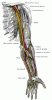 Nerves of the left upper extremity.