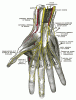 Anatomy of the Distal Median Nerve