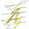 Lumbar Plexus diagram.