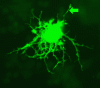 Oligodendrocyte with arrow