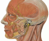 Facial Nerve