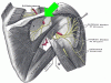 Supraspinatous nerve with arrow