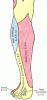 Saphenous Nerve â€“ Sensory distribution