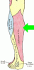 Saphenous Nerve â€“ Sensory distribution with arrow