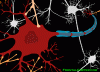 Drawing of a Neuron