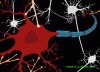 Neuron with connections