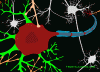 Neuron dendrites