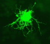 Oligodendrocyte