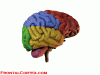 Lobes of the cerebral hemispheres