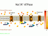 Sodium-Potassium ATPase