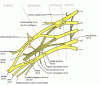 Brachial Plexus